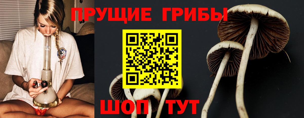 Усть-Джегута  Псилоцибиновые грибы Psilocybe  Вход с VPN  Псилоцибиновые грибы GOLDEN TEACHER 